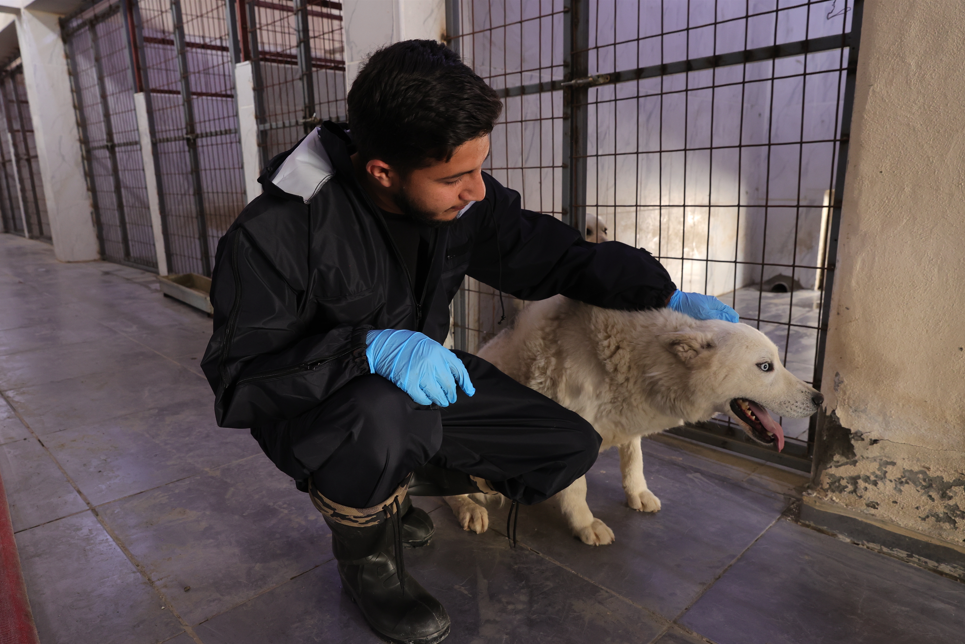 Hakkari’de sahipsiz köpekler koruma altında