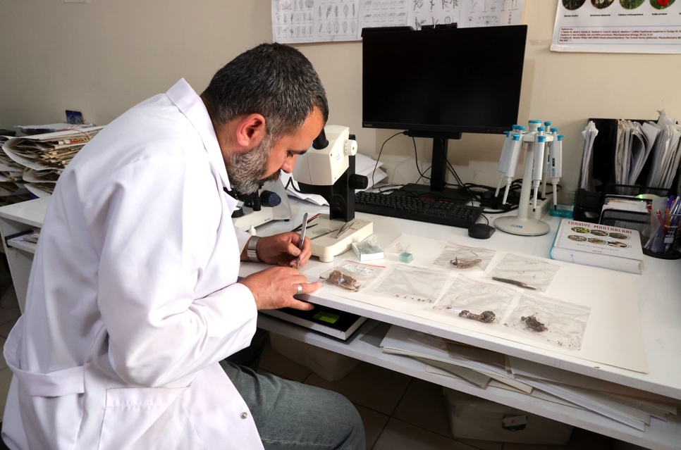 Hakkari’de 36 zehirli mantar türü tespit edildi