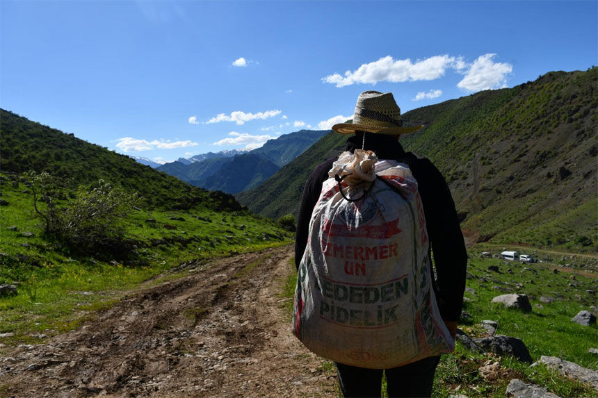 Hakkari yaylalarında pancar mesaisi devam ediyor