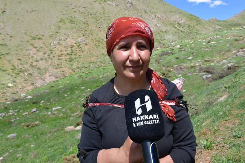Hakkari yaylalarında pancar mesaisi devam ediyor