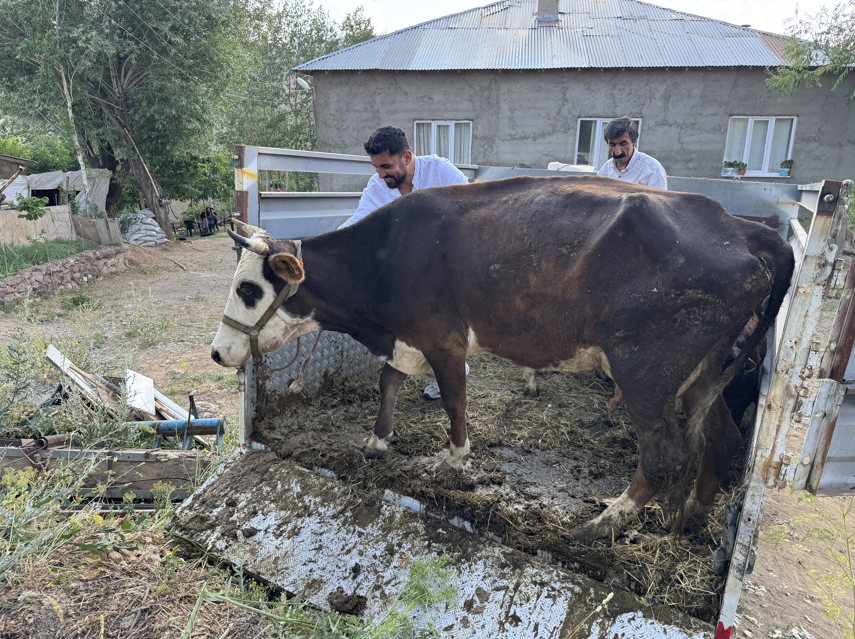 Hakkari'de mağdur aileye 2 inek ve 2 buzağı desteği