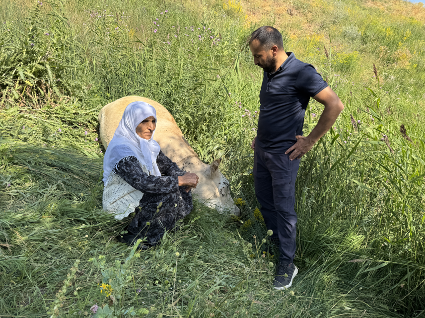 Hakkari'de mağdur aileye 2 inek ve 2 buzağı desteği