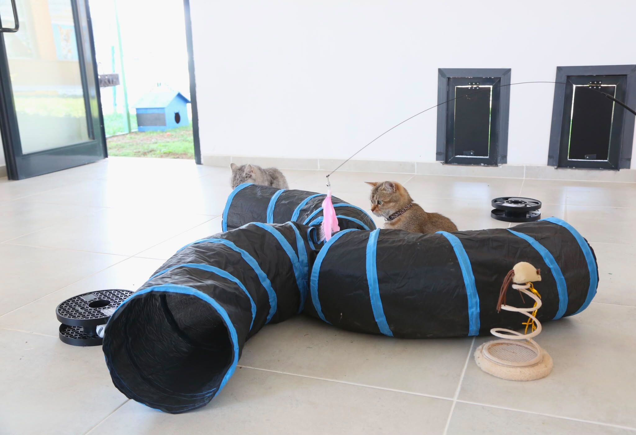 Van'da sahipsiz kediler için Kedi Evi hizmete açıldı