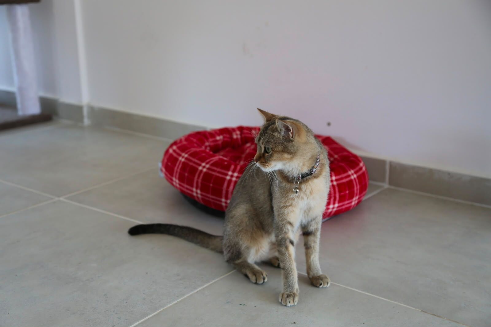 Van'da sahipsiz kediler için Kedi Evi hizmete açıldı