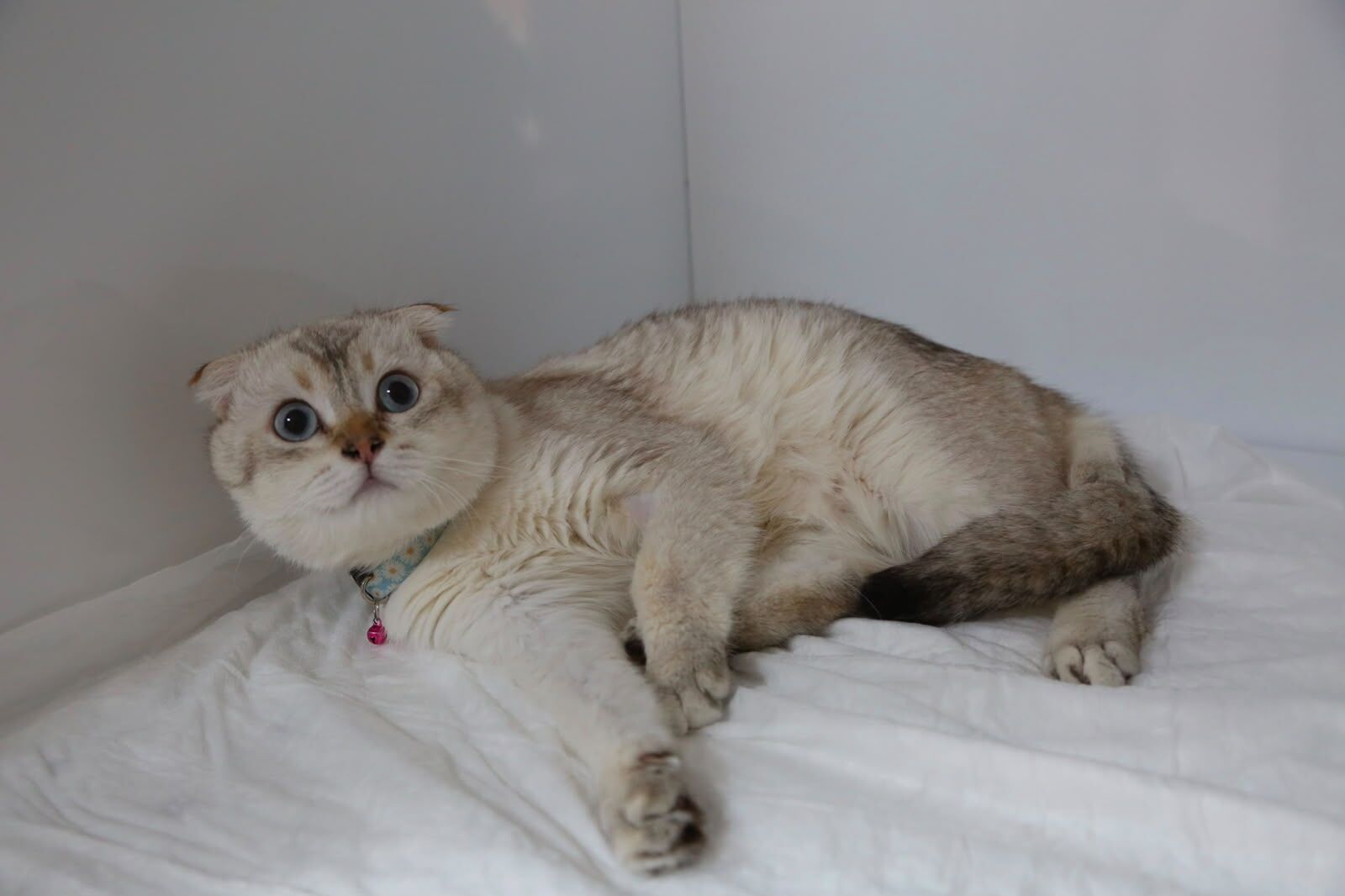Van'da sahipsiz kediler için Kedi Evi hizmete açıldı
