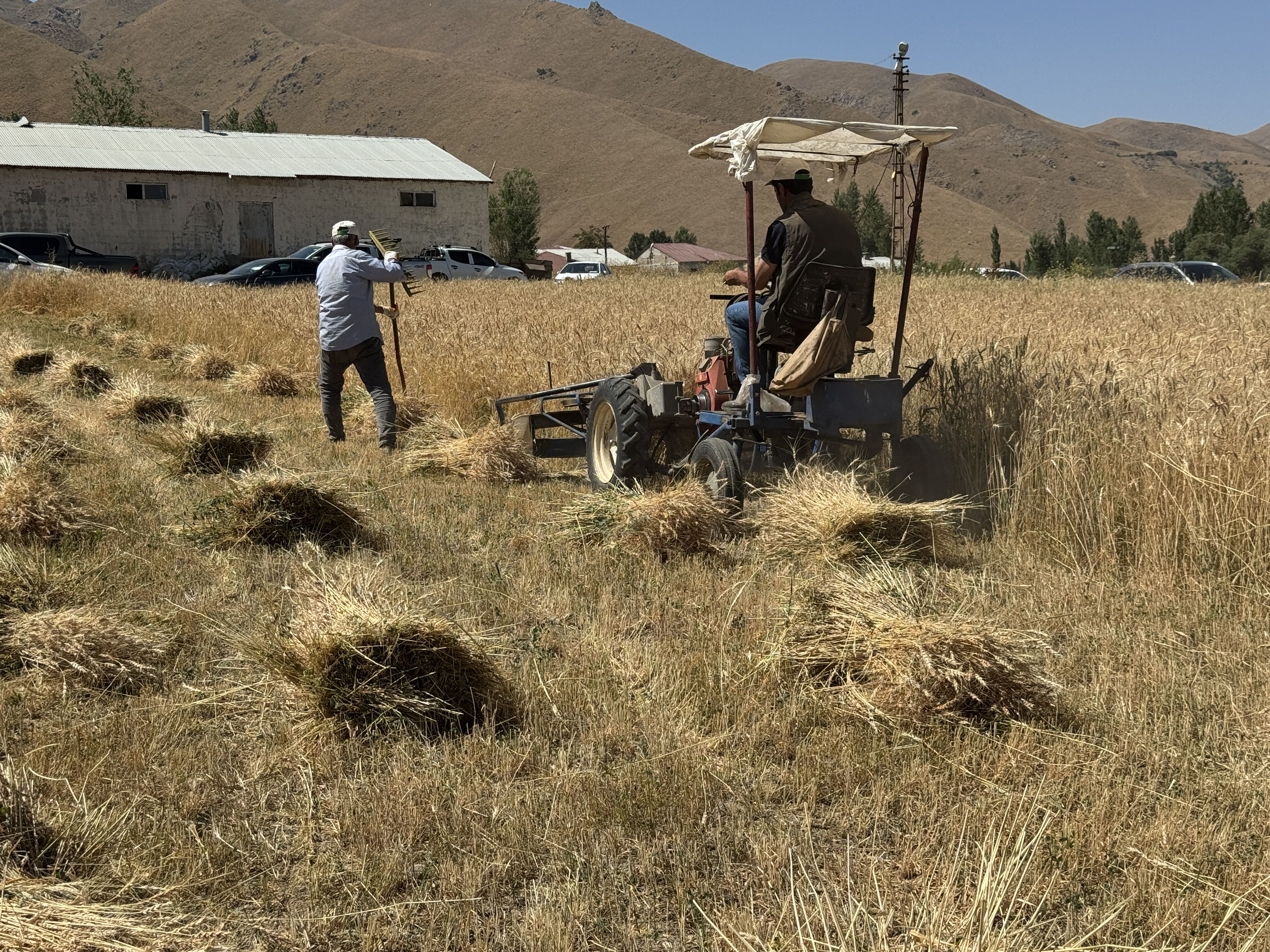 Hakkari'de buğday hasadı şenlikle başladı