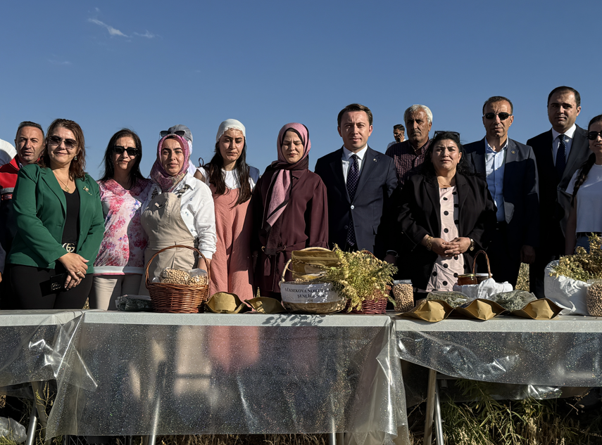 Yüksekova'da kadınların yetiştirdiği nohudun hasadı yapıldı