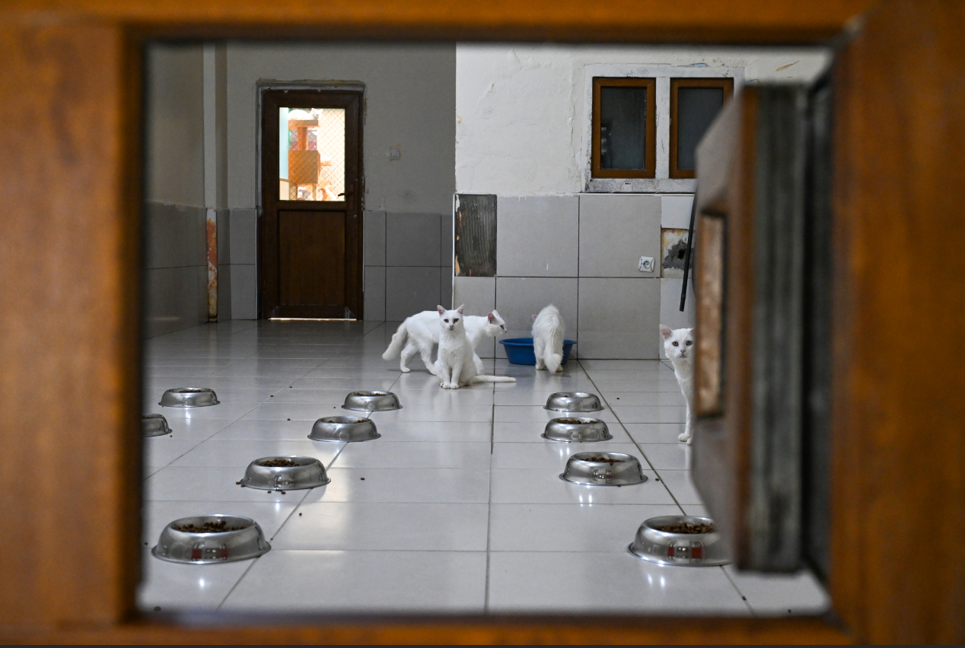 Van Kedi Villası'na 80 bin ziyaretçi