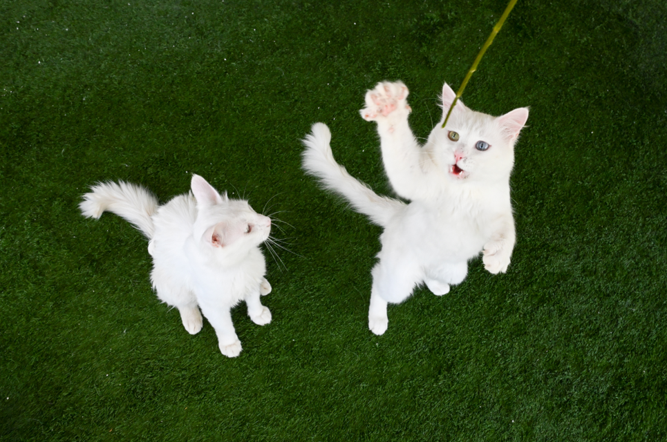 Van Kedi Villası'na 80 bin ziyaretçi