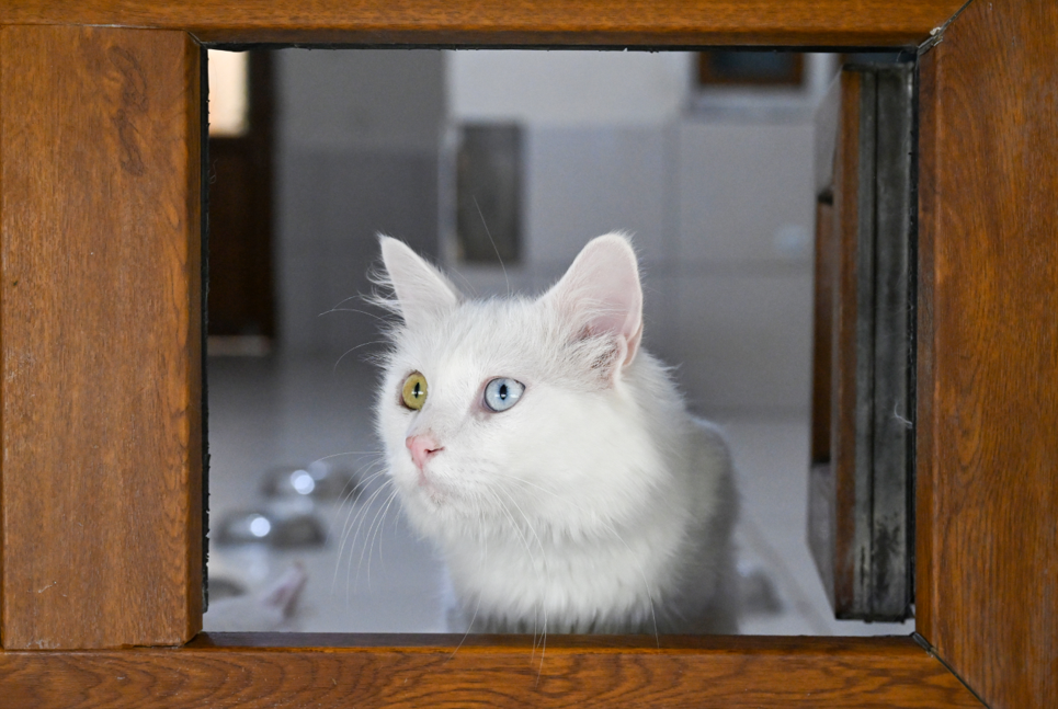Van Kedi Villası'na 80 bin ziyaretçi