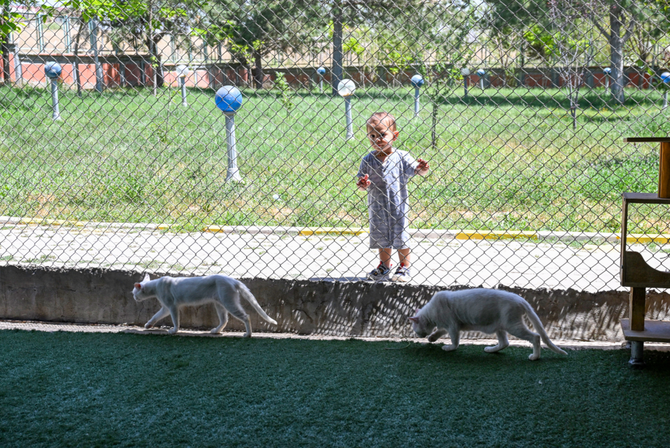 Van Kedi Villası'na 80 bin ziyaretçi
