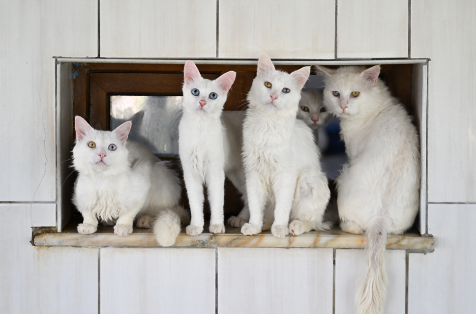 Van Kedi Villası'na 80 bin ziyaretçi