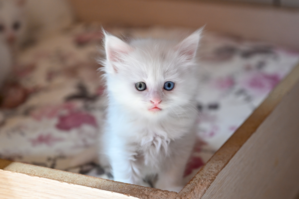Van Kedi Villası'na 80 bin ziyaretçi