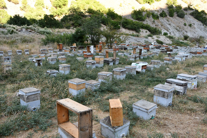 Karadenizli arıcı 50 yıldır Hakkari’de bal üretiyor