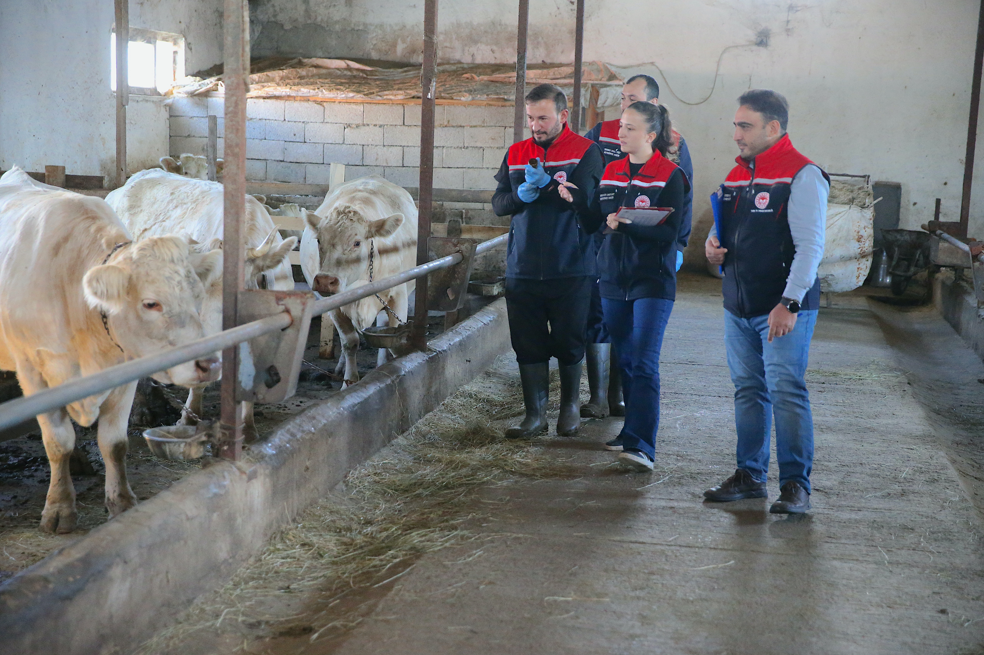 Kars'ta şap hastalığına karşı yoğun aşılama seferberliği