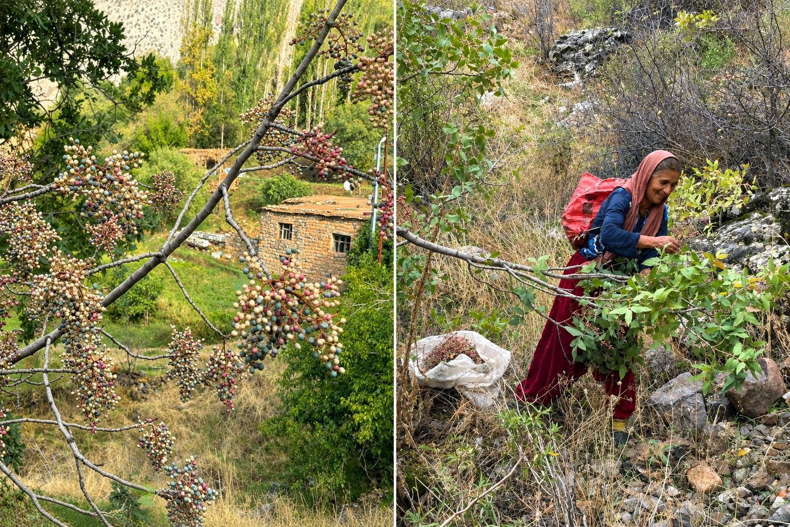 Hakkari’de menengiçler tek tek toplanıyor, gelenek yaşatılıyor