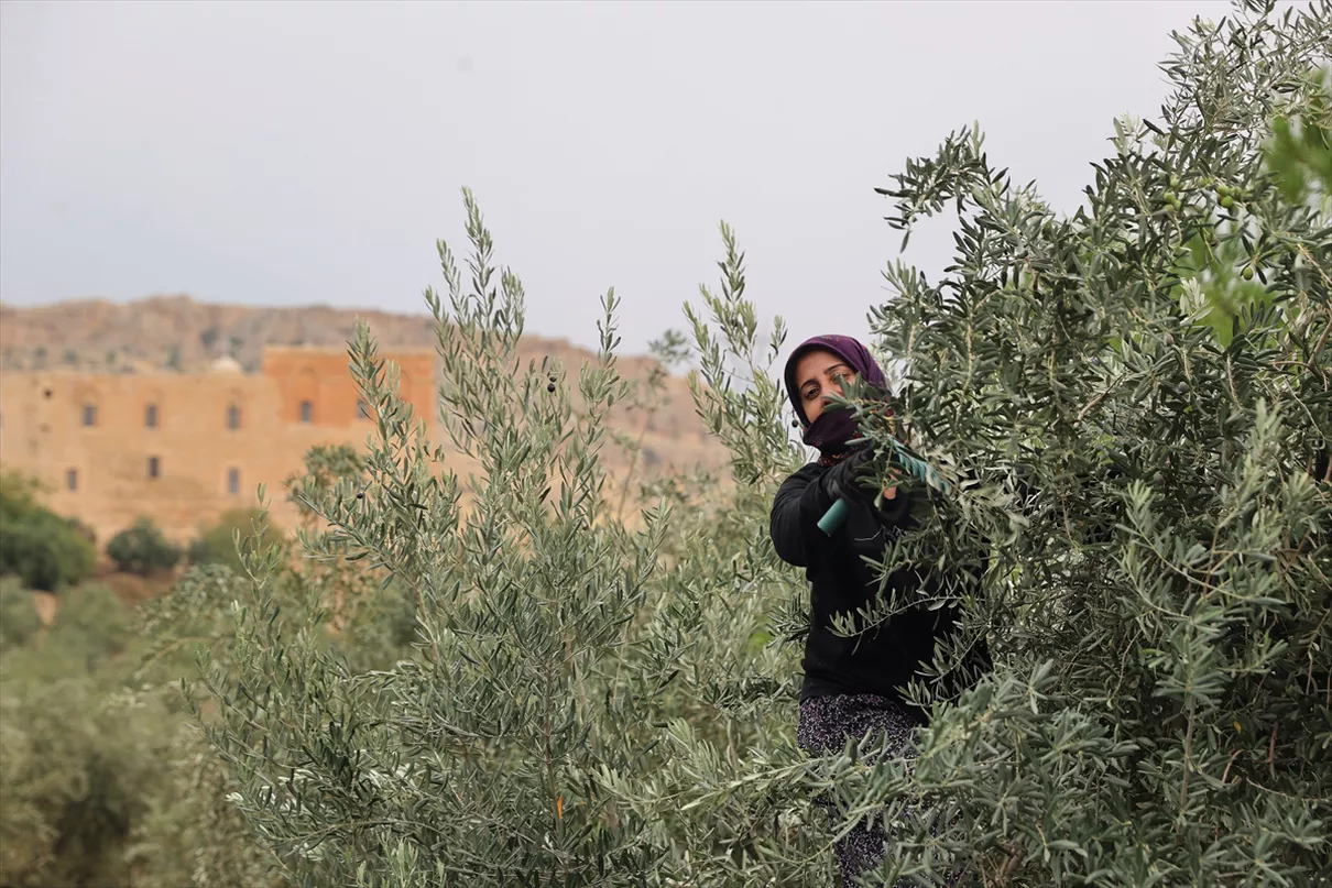 Mardin'de zeytin hasadı başladı, 400 dönümde verim arttı