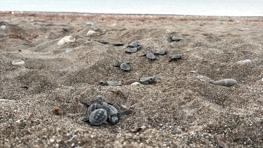 Antalya'da 200 bin caretta caretta denize ulaştı
